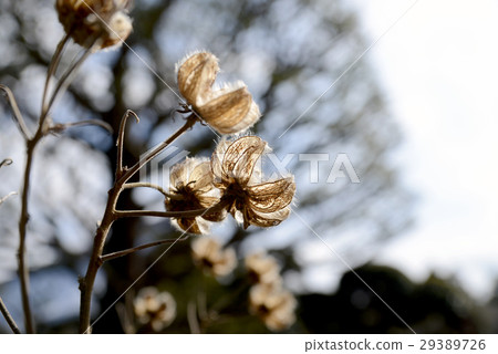 Fuyo pod Fuyo pod 29389726