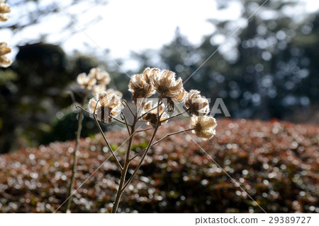 Fuyo pod Fuyo pod 29389727