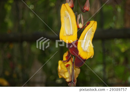Tsunbergia Myresolesis Tsunbergia Myresolesis 29389757