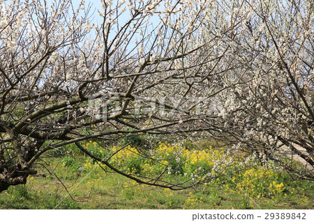 Shichifumi sightseeing plum garden Shichifumi sightseeing plum garden 29389842