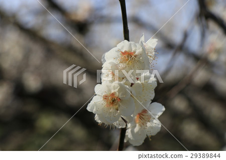 Plum blossom  Plum blossom  29389844