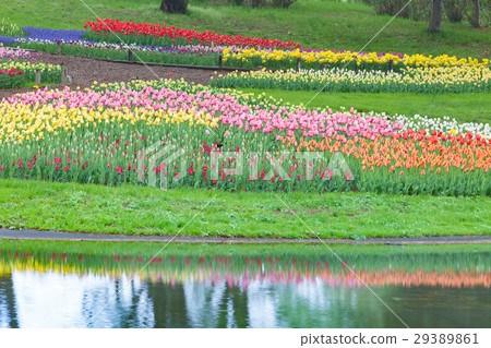 國家昭和紀念公園的鬱金香花園 國家昭和紀念公園的鬱金香花園 29389861