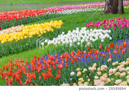 Tulip flower garden of the National Showa Memorial Park Tulip flower garden of the National Showa Memorial Park 29389864
