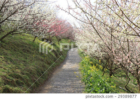 Shichifumi sightseeing plum garden Shichifumi sightseeing plum garden 29389877