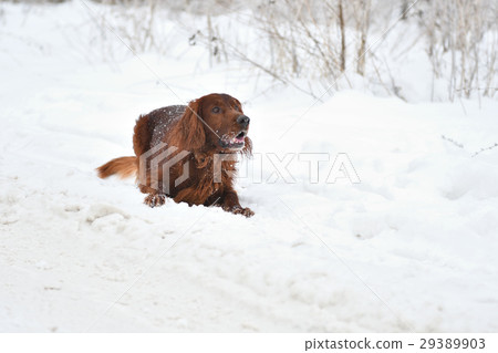 Dog Irish Red setter plays the winter walk Dog Irish Red setter plays the winter walk 29389903