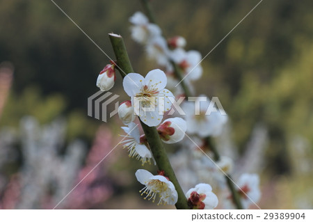 Plum blossom  Plum blossom  29389904