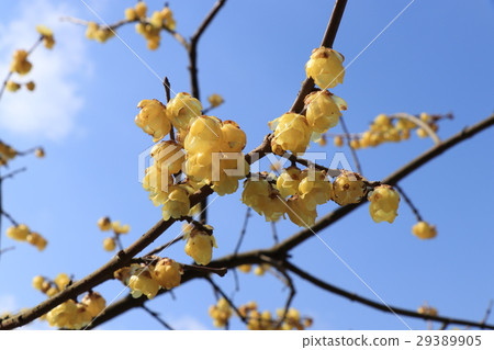 Plum blossom  Plum blossom  29389905