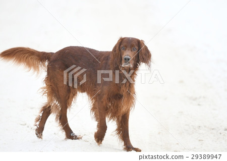 Dog breed Irish Red setter Dog breed Irish Red setter 29389947