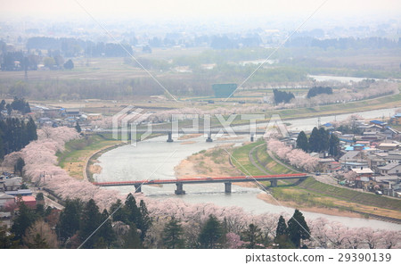 Cherry blossoms in full bloom, cherry in Akita, Kakunodate 29390139