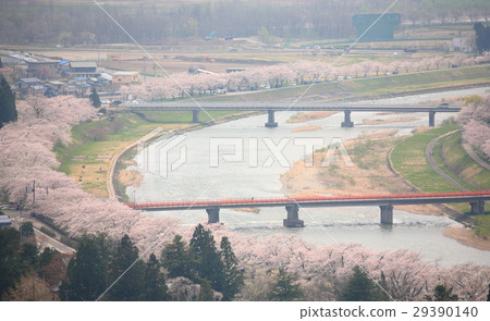 櫻花盛開，櫻花在秋田，角館 29390140