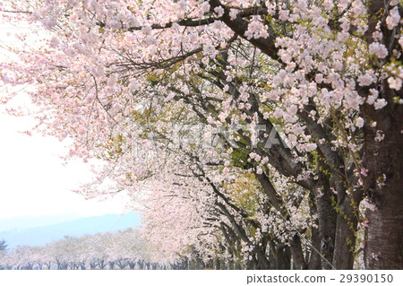 Cherry blossoms in full bloom, cherry in Akita, Kakunodate Cherry blossoms in full bloom, cherry in Akita, Kakunodate 29390150