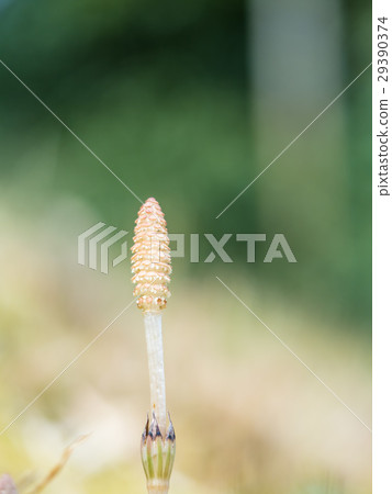 馬尾 馬尾 29390374