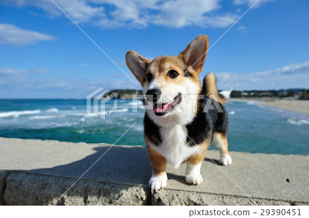 Walking breakwater 29390451