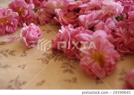 Rose in Bulgaria, Kazanlak / rose in Bulgaria, Kazanlak 29390691
