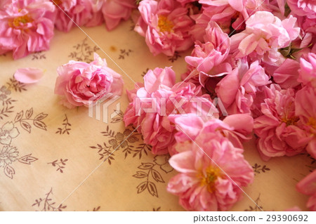 玫瑰在保加利亞，Kazanlak /玫瑰在保加利亞，Kazanlak 29390692