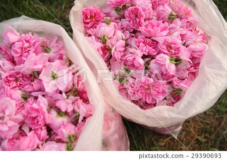 Rose in Bulgaria, Kazanlak / rose in Bulgaria, Kazanlak 29390693