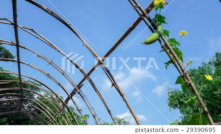 Vegetable marrow in the garden 29390695