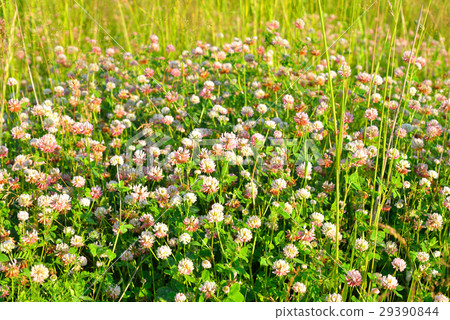 Red clover close up. Red clover close up. 29390844
