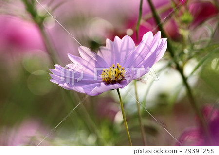 宇宙(感覺)第52部分。波斯菊花 宇宙(感覺)第52部分。波斯菊花 29391258