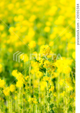 Rapeseed field 29391564