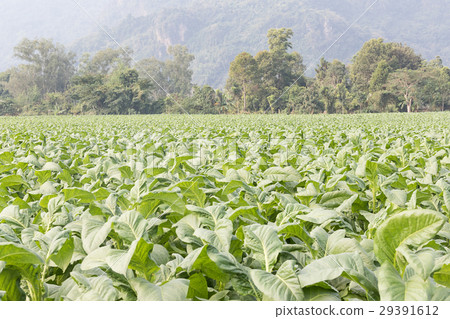 Field of Nicotiana tabacum Field of Nicotiana tabacum 29391612
