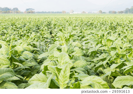 Field of Nicotiana tabacum Field of Nicotiana tabacum 29391613
