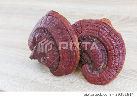 Ganoderma Lucidum Mushroom on wood Ganoderma Lucidum Mushroom on wood 29391614