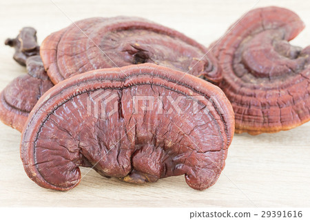 Ganoderma Lucidum Mushroom on wood 29391616
