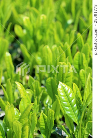 Leaf of fresh green leaves of tea field in early summer Leaf of fresh green leaves of tea field in early summer 29391778