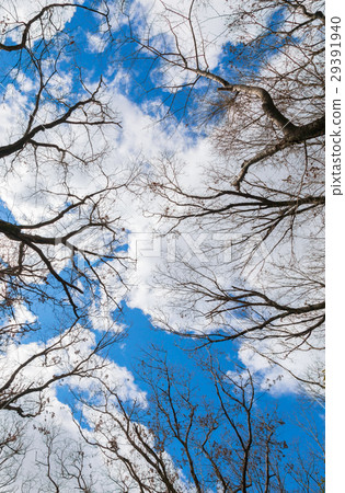 Blue sky branch Winter Blue sky branch Winter 29391940