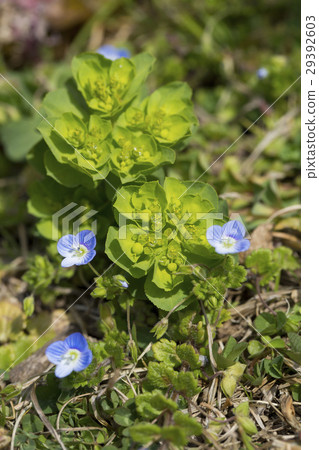 Euphorbiaceous Euphorbiaceous 29392603