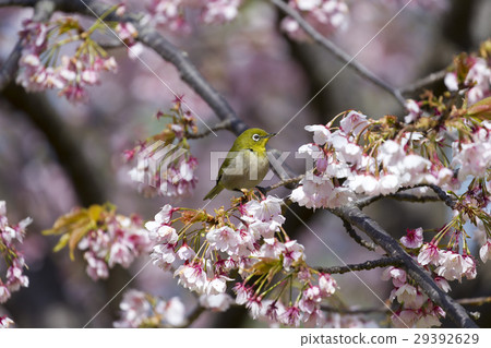 White-eye 29392629