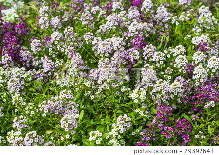 Sweet Alyssum Flowers in garden 29392641