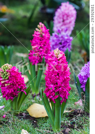 Pink hyacinth spring blooming flower in garden. Pink hyacinth spring blooming flower in garden. 29392681