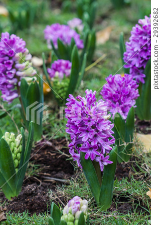 Pink hyacinth spring blooming flower in garden. 29392682