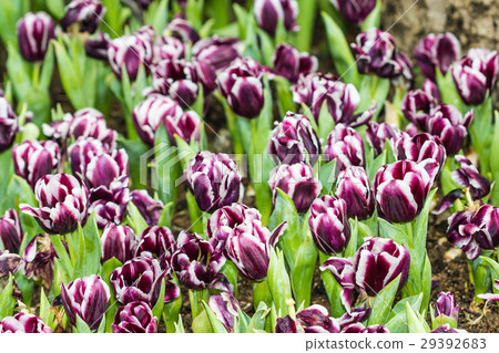 all tulips in the garden. all tulips in the garden. 29392683