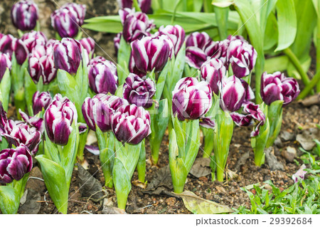 all tulips in the garden. 29392684