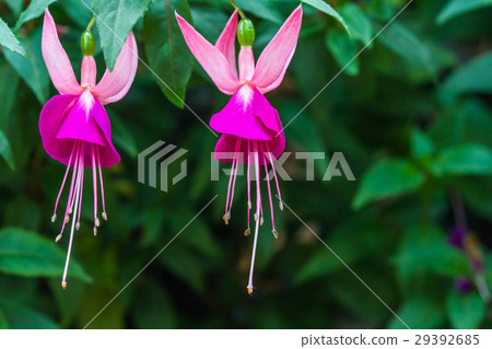 Fuchsia flower on nature background Fuchsia flower on nature background 29392685