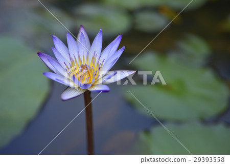 睡蓮,蓮,葉子,紫色,水 29393558