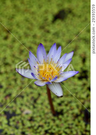 睡蓮,蓮,葉子,紫色,水,浮萍 睡蓮,蓮,葉子,紫色,水,浮萍 29393559