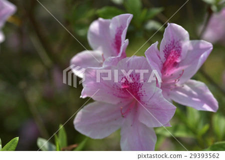 杜鵑,花,開花 29393562