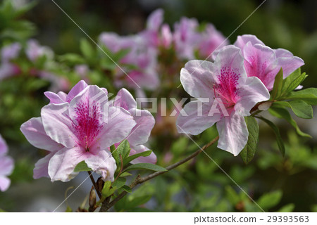 Rhododendron, flower, blossom 29393563