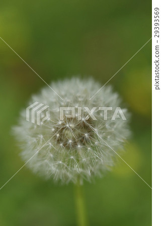 Dandelion, flower, cotton ball 29393569