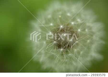 Dandelion, flower, cotton ball 29393570