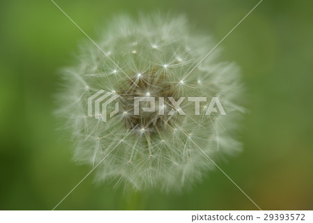 Dandelion, flower, cotton ball 29393572