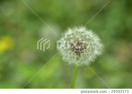 蒲公英,花,綿球 29393573