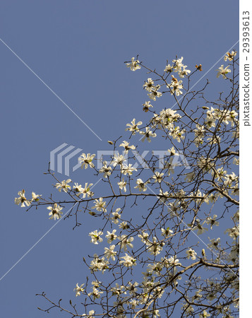 Kobushi花 29393613