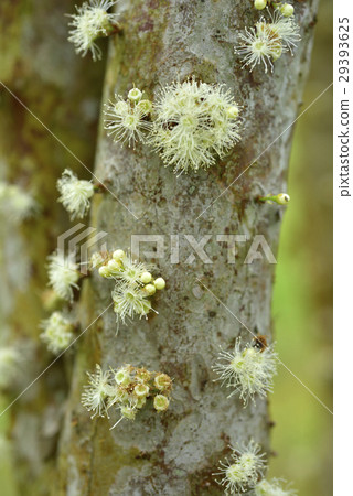 樹葡萄,花 樹葡萄,花 29393625