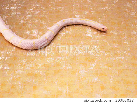 白化加州王蛇 29393838