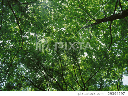 Trees 29394297